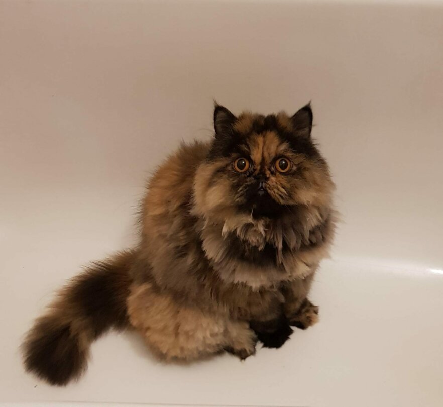 Perser-Roxy-ekkifant-filmkater