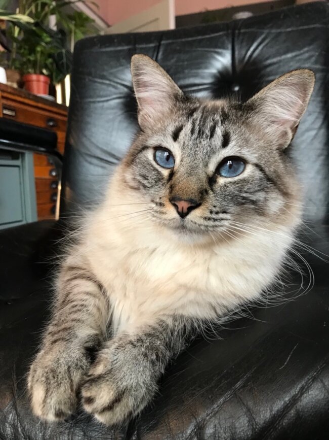 Ragdoll Perser Mix Was Für Ein Charakter Perser-Ragdoll Mix Leonardo | ekkifant | AGENTUR FÜR TIERE