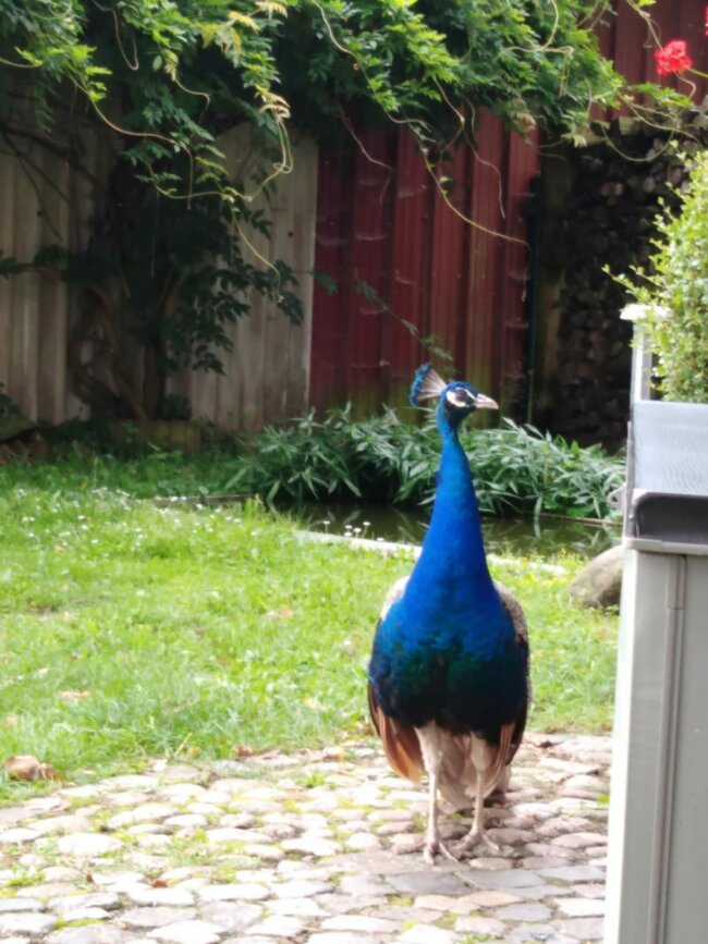 Pfau-filmtier-ekkifant