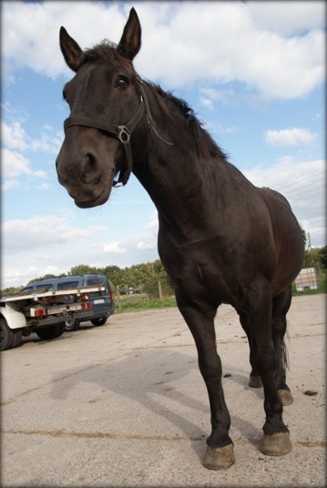 Pferd-Iltschi-Filmtier-ekkifant