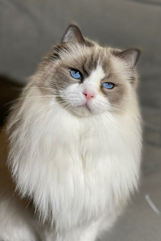 Ragdoll Perser Mix Was Für Ein Charakter Perser-Ragdoll Mix Leonardo | ekkifant | AGENTUR FÜR TIERE