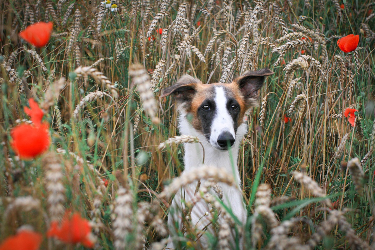 Mix-Filmhund-Hund-ekkifant