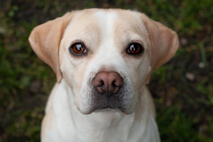 Mix-Puggle-ekkifant-filmhund
