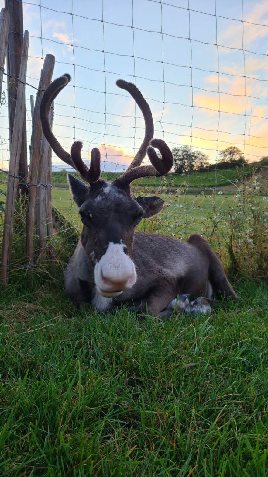 Reindeer Holly