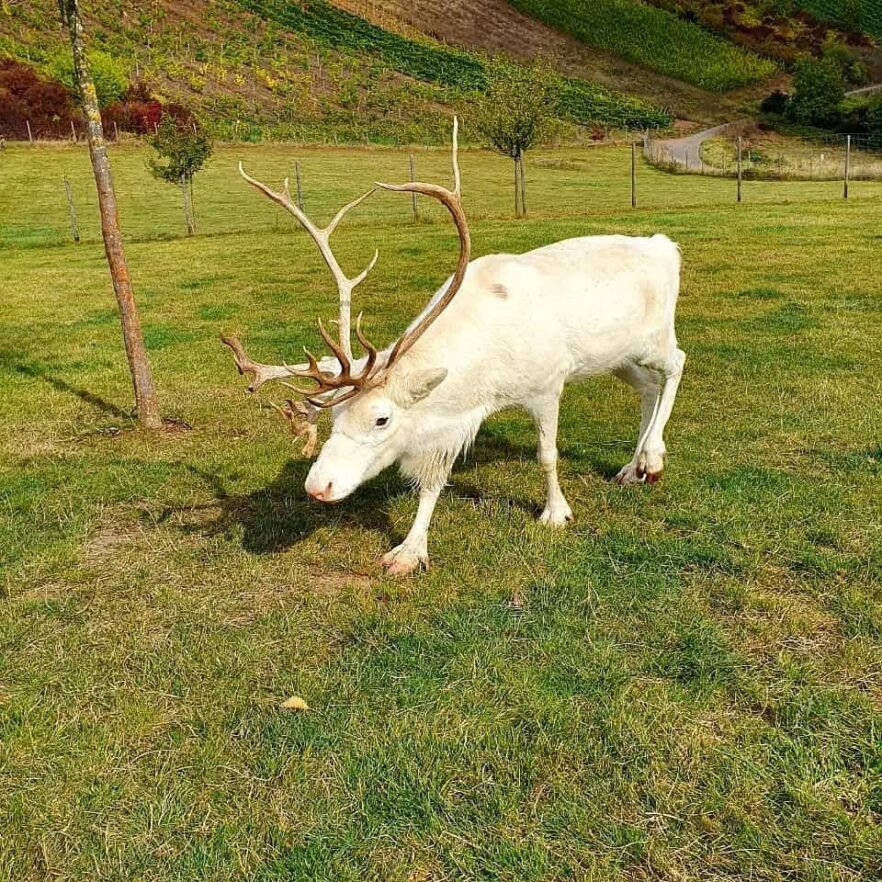 RentierBulle-Mikka-ekkifant-wildtier