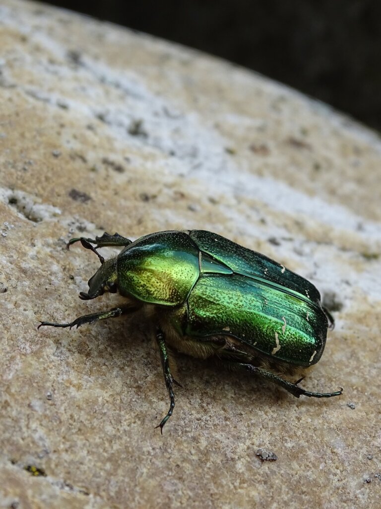 Rosenkäfer-Insekt-ekkifant