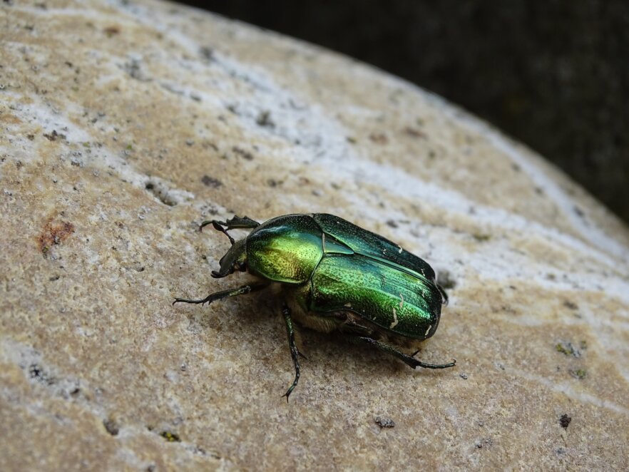 Rosenkäfer-Insekt-ekkifant