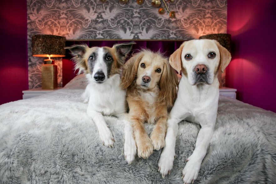 Rudel-Ratpack-Mixhunde-ekkifant