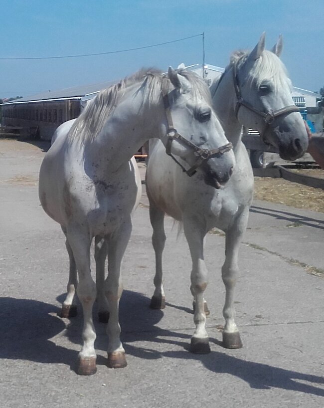 Schimmel-Filmpferd-ekkifant01Tel