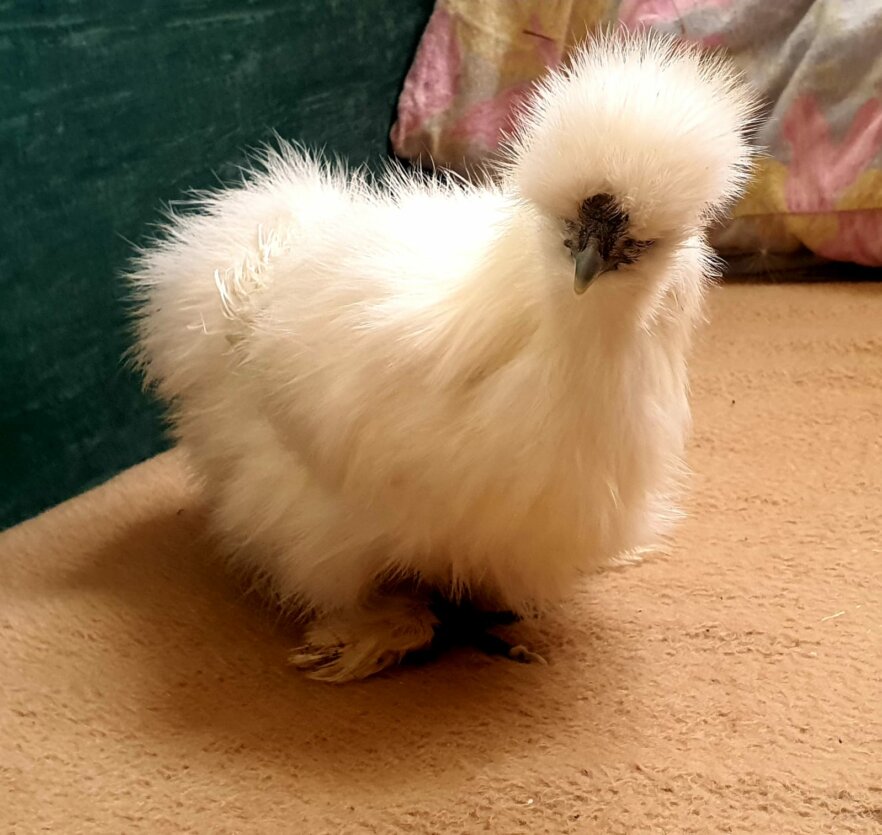 Seidenhuhn-geflügel-ekkifant