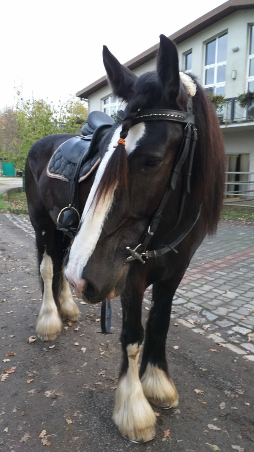 ShireHorse-Jacky-ekkifant-filmpferd