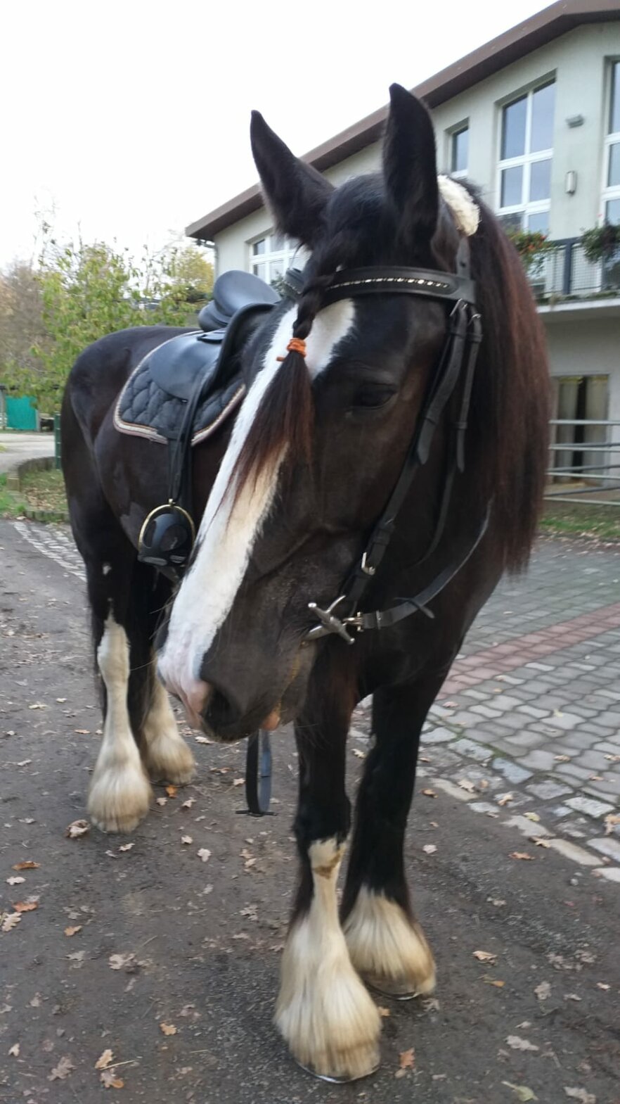 ShireHorse-Jacky-ekkifant-filmpferd