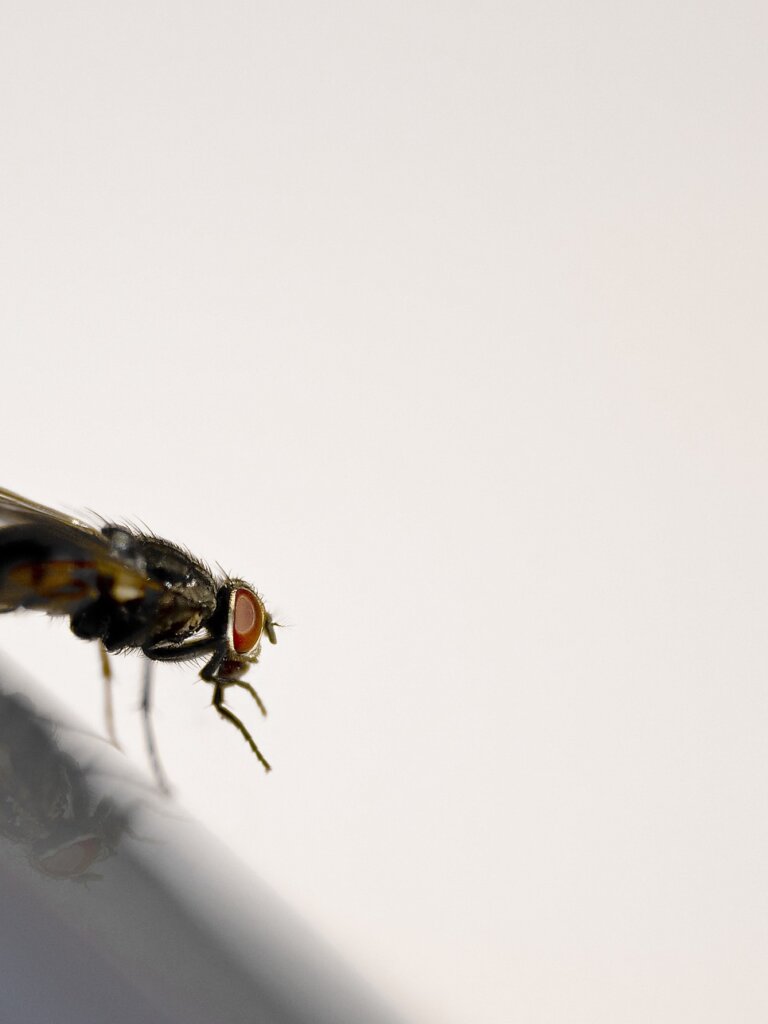 Stubenfliege-ekkifant