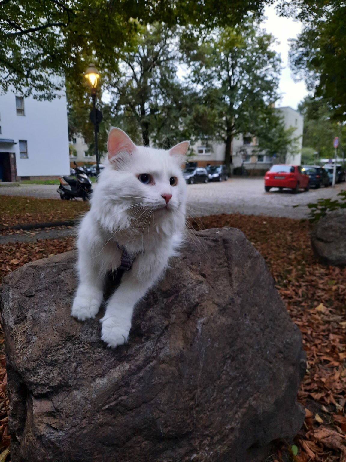 TürkAngora-Kater-ekkifant-filmkatze