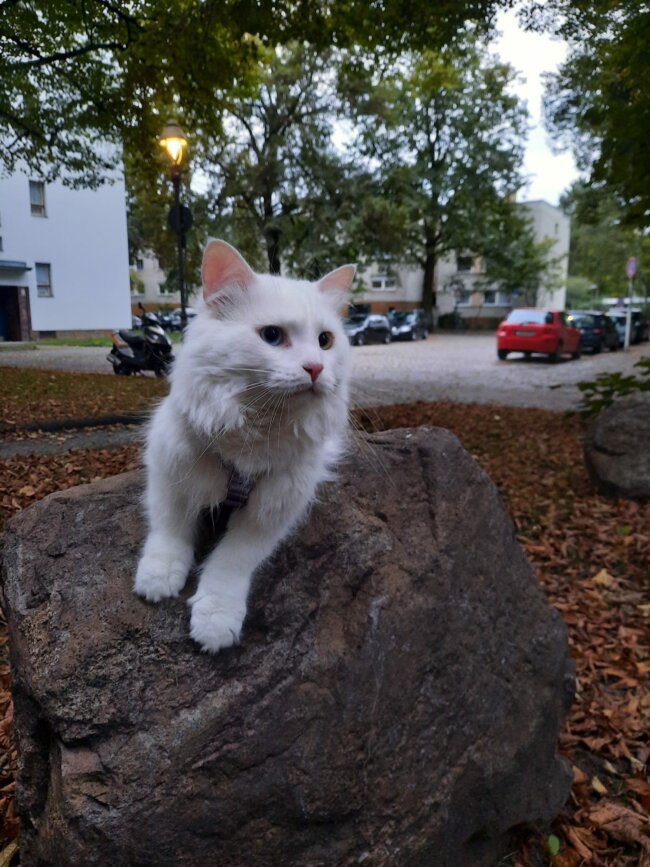 Türkisch Angora Mr. Big