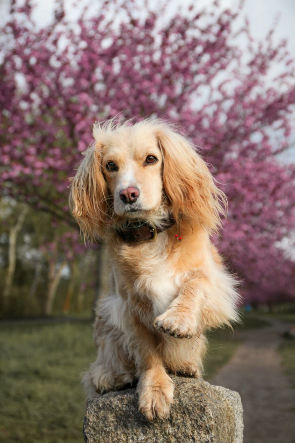 Mix Zoe- Filmhund-ekkifant