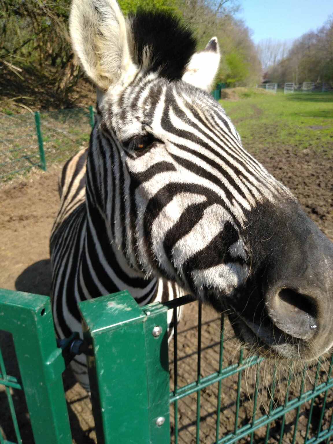 Zebra-ekkifant