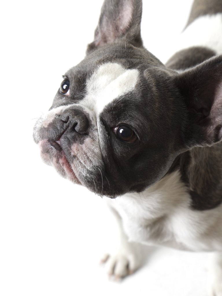 Französische Bulldogge Mini