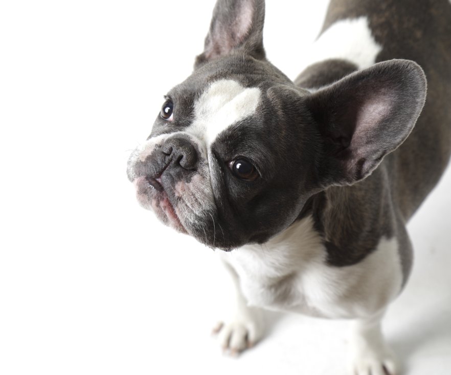 Französische Bulldogge Mini