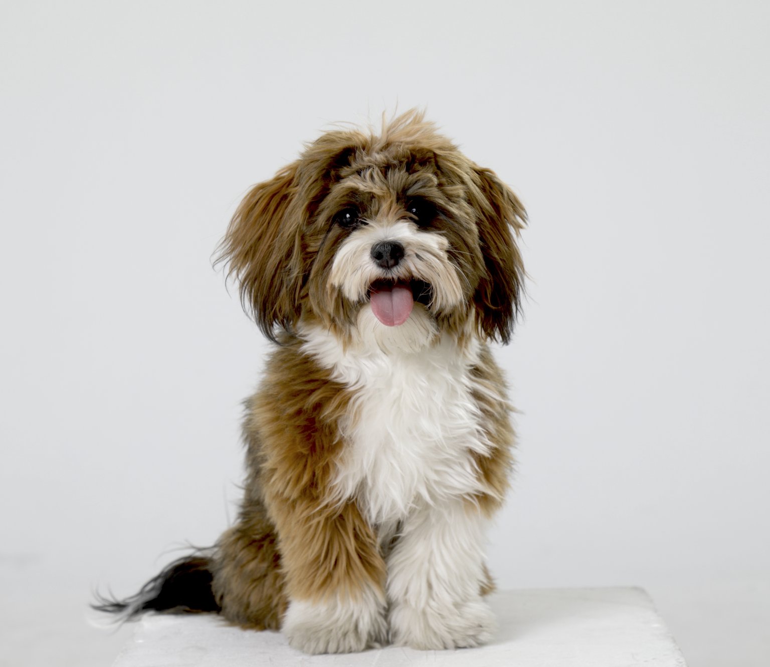 Havaneser Phillinchen ekkifant Filmhund