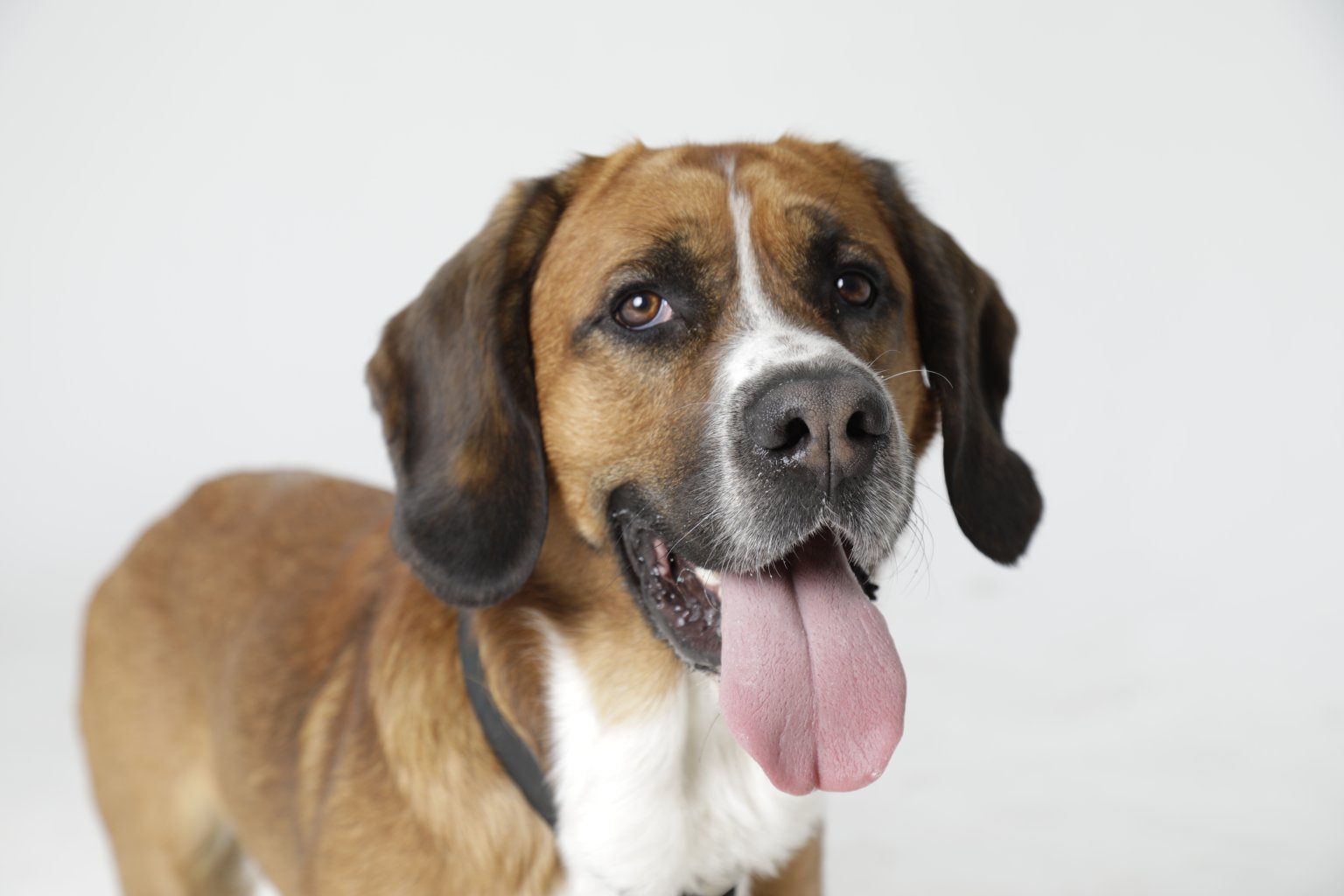 Mix-Bonaparte ekkifant Filmhund