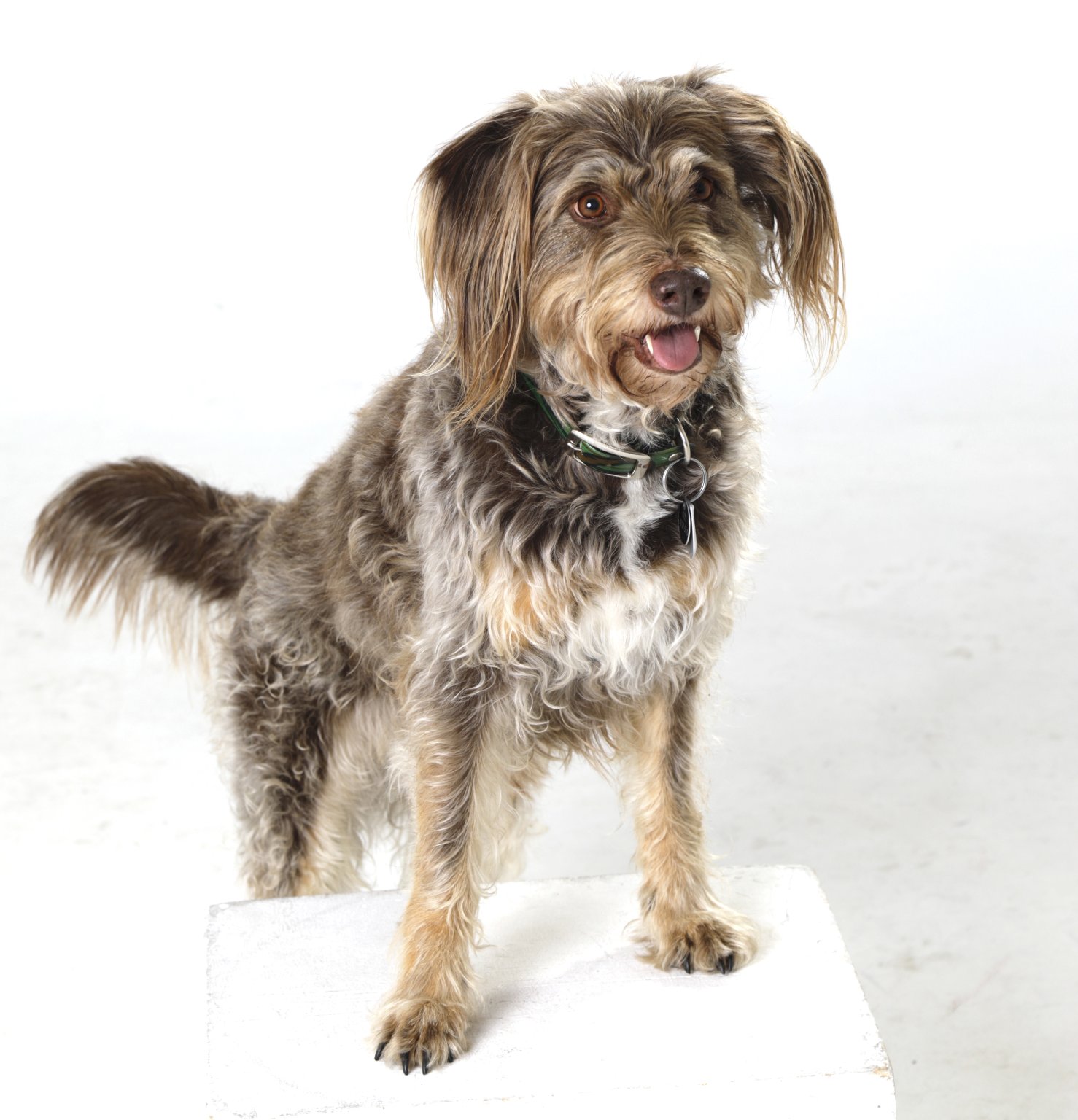 Mix-Pippa ekkifant Filmhund