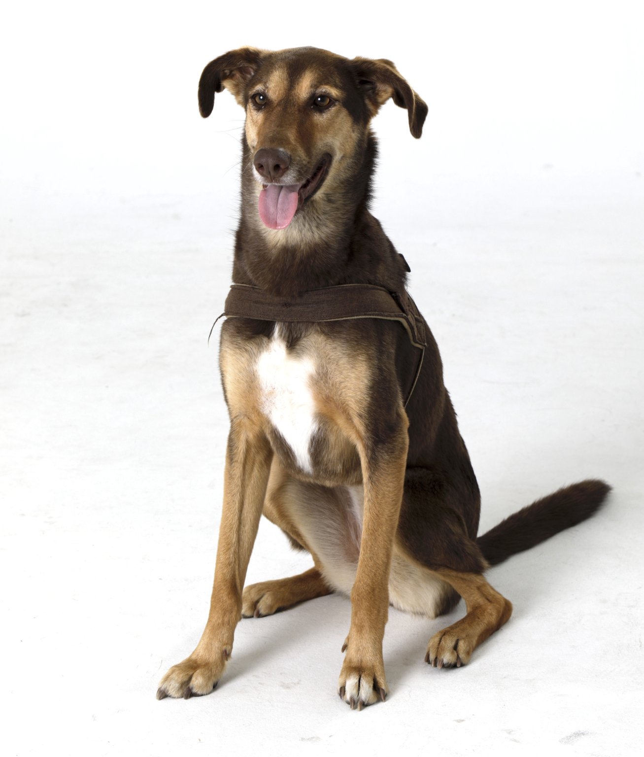 Mix-Stevie ekkifant Filmhund