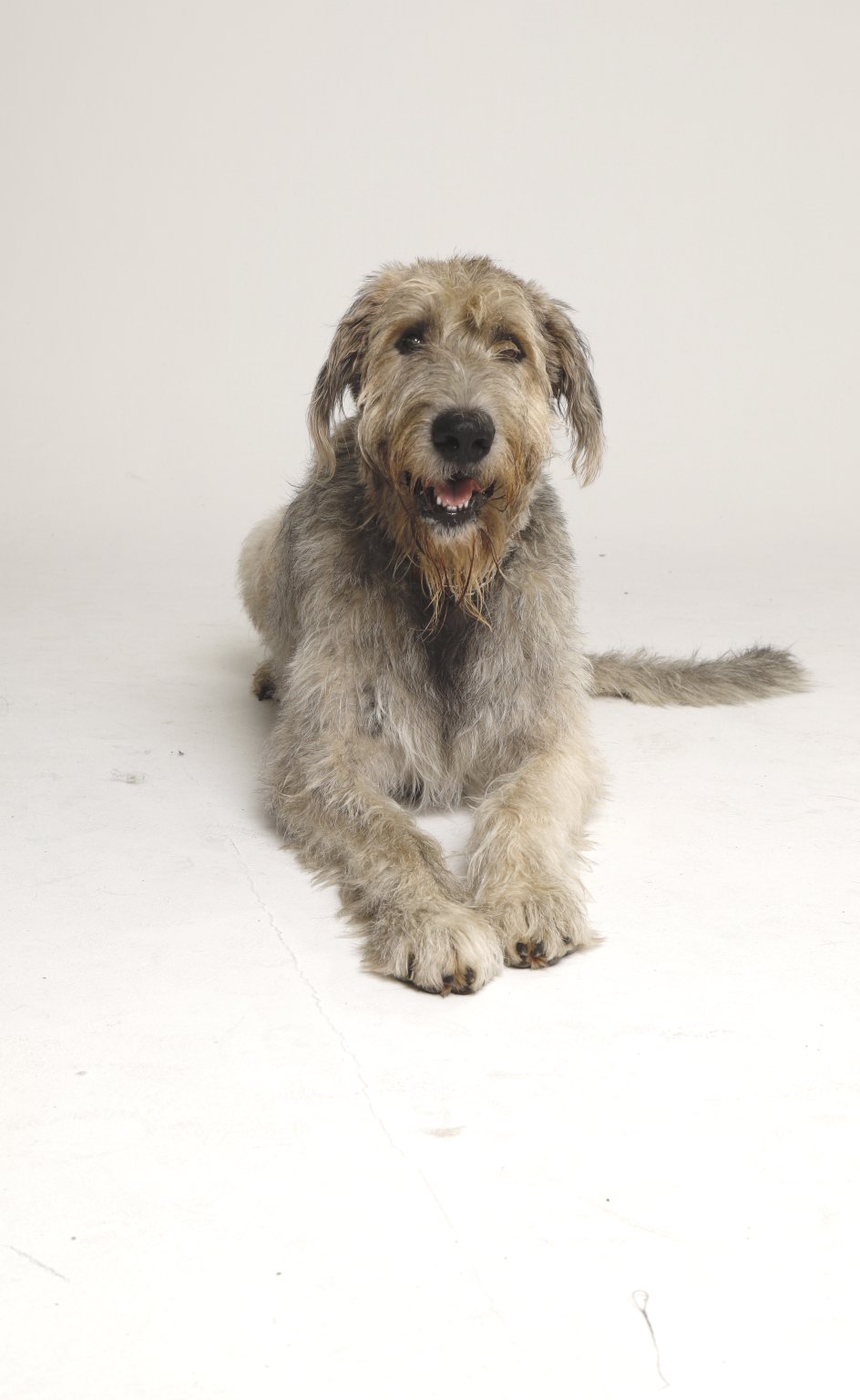 Irish Wolfshound Béla ekkifant