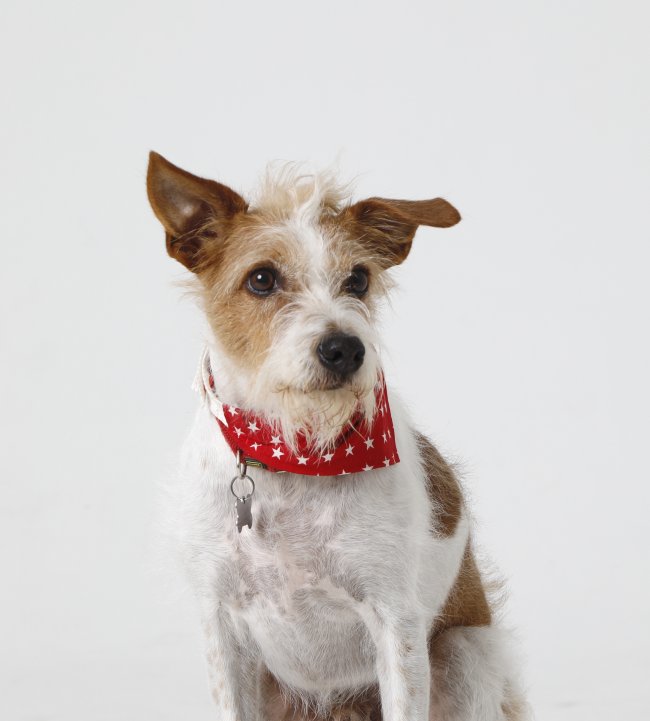 Kromfohrländer Ricky