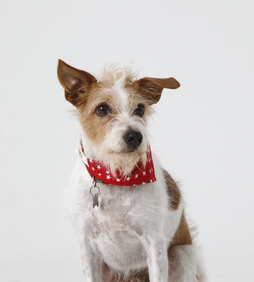 Kromfohrländer Ricky