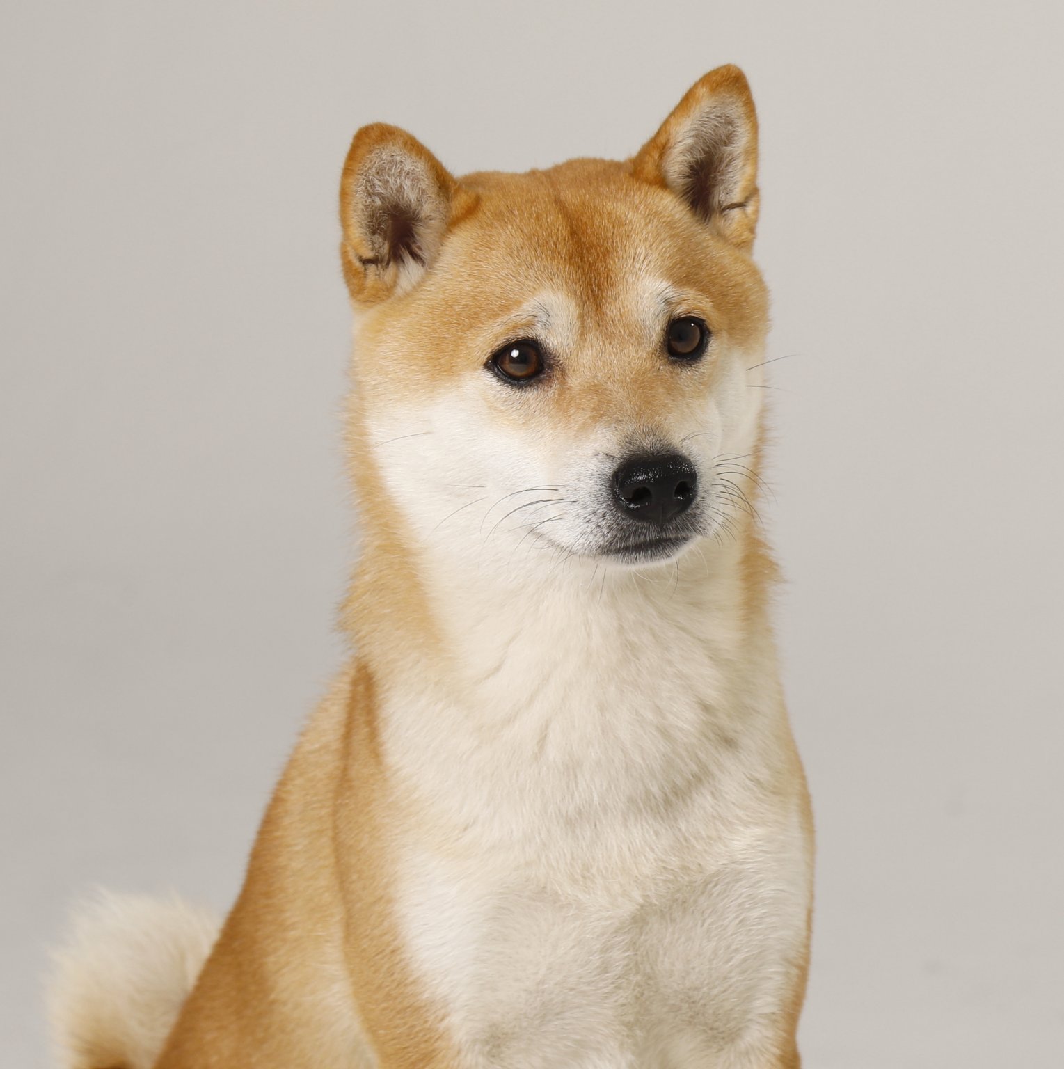 Shiba Inu Kitsu Shiba Inu ekkifant