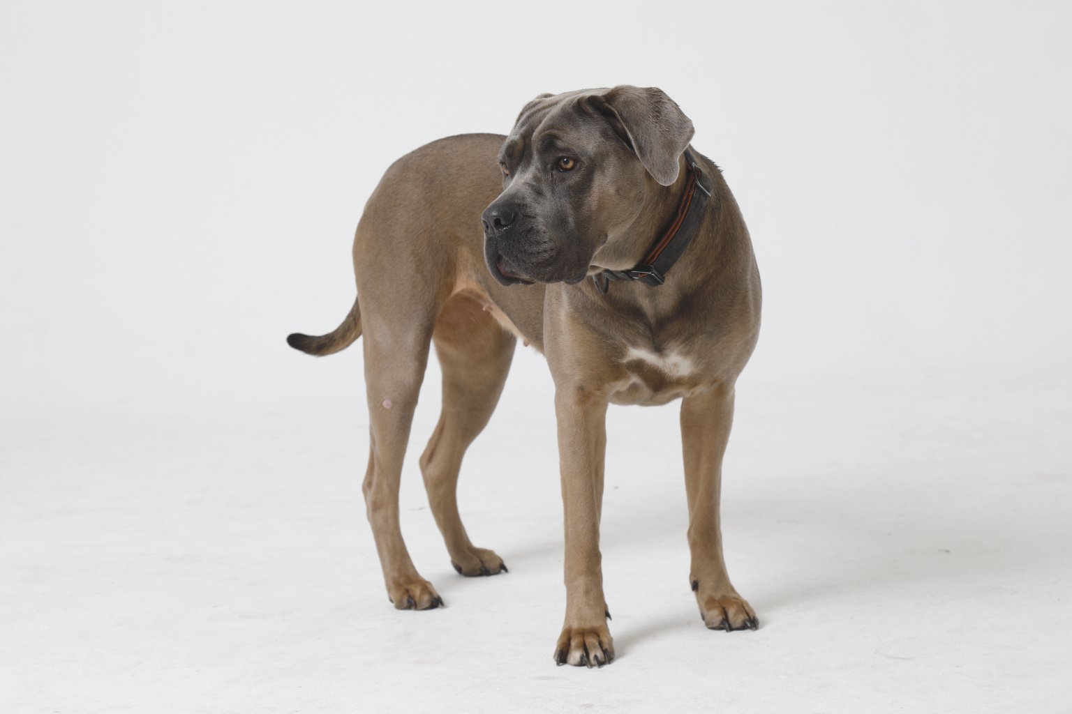 Cane Corso Frida ekkifant
