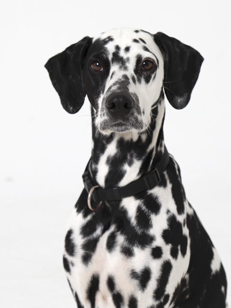 Dalmatian Laika