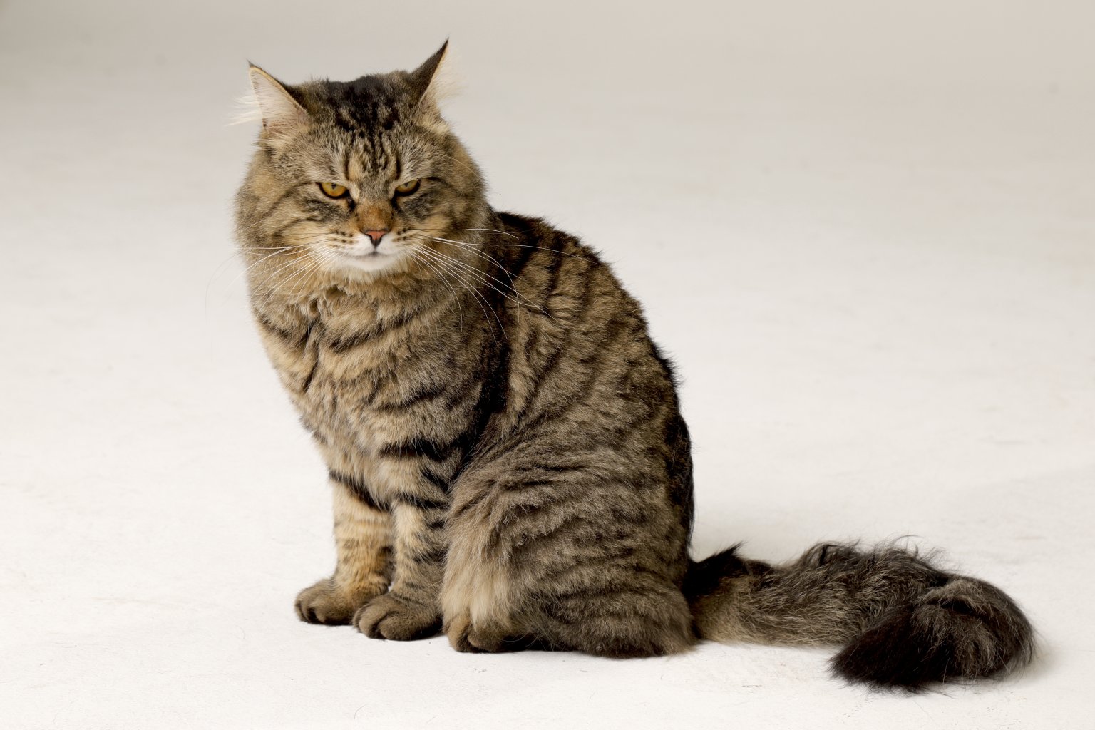 Sibirische Waldkatze ekkifant