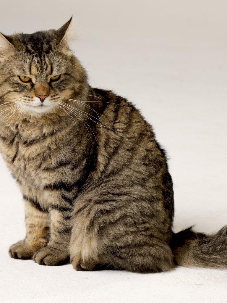 Siberian Forest Cat