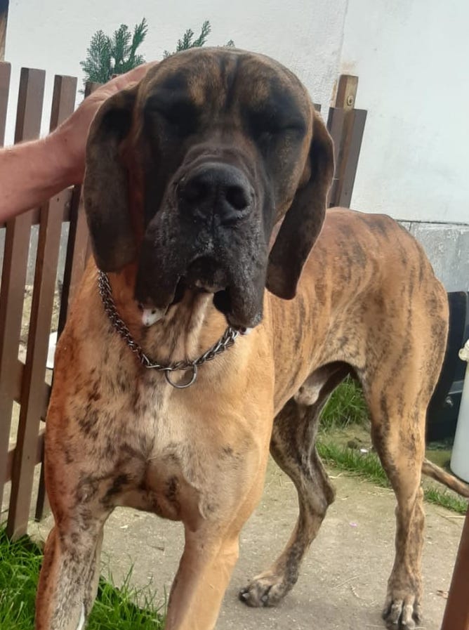 Deutsche Dogge Asbach