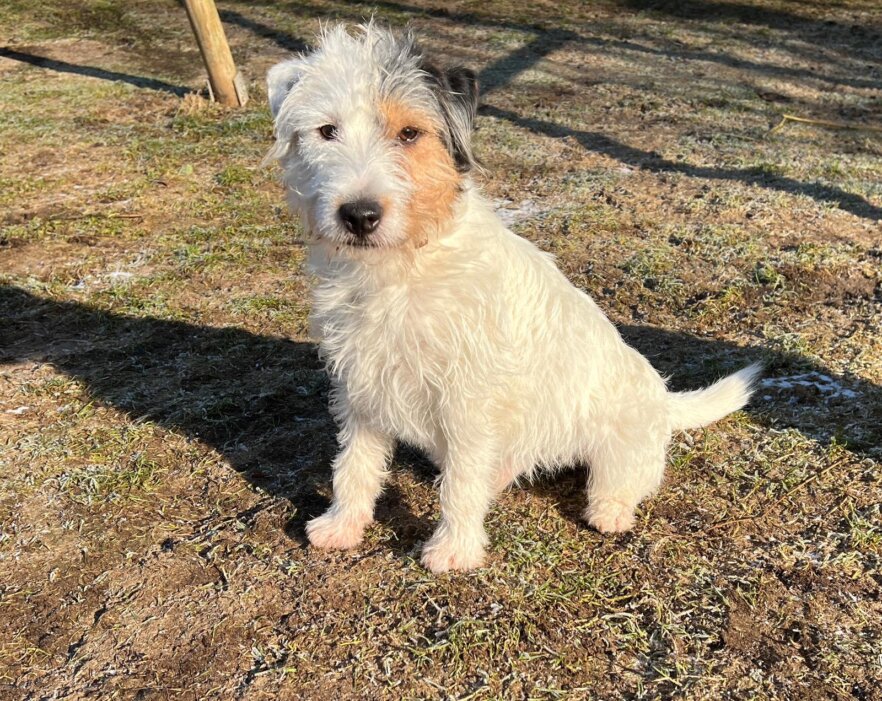 Jack Russel Terrier Klaus