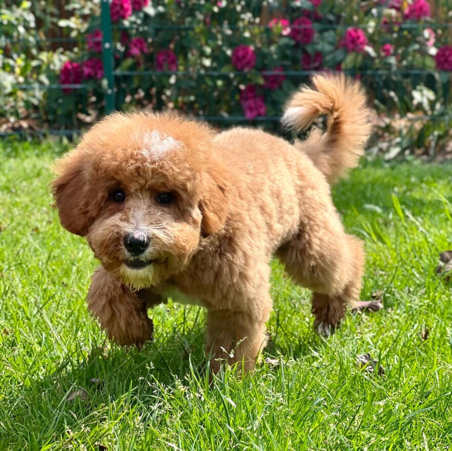 Miniature poodle Artur