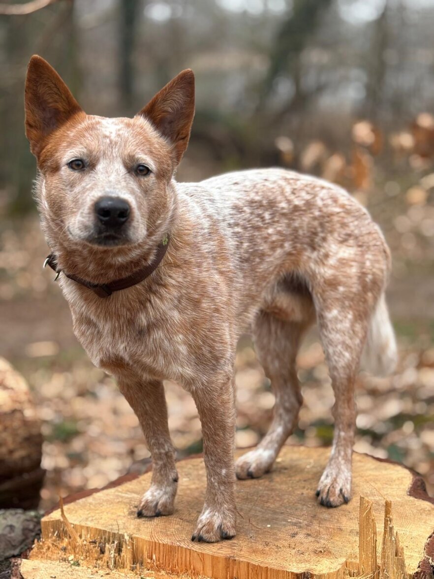 Australian Cattle Dog ekkifant