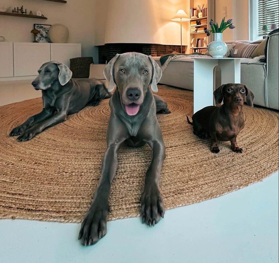 Trio Weimaraner Sky & Kahlo & Dackel Polly_ekkifant